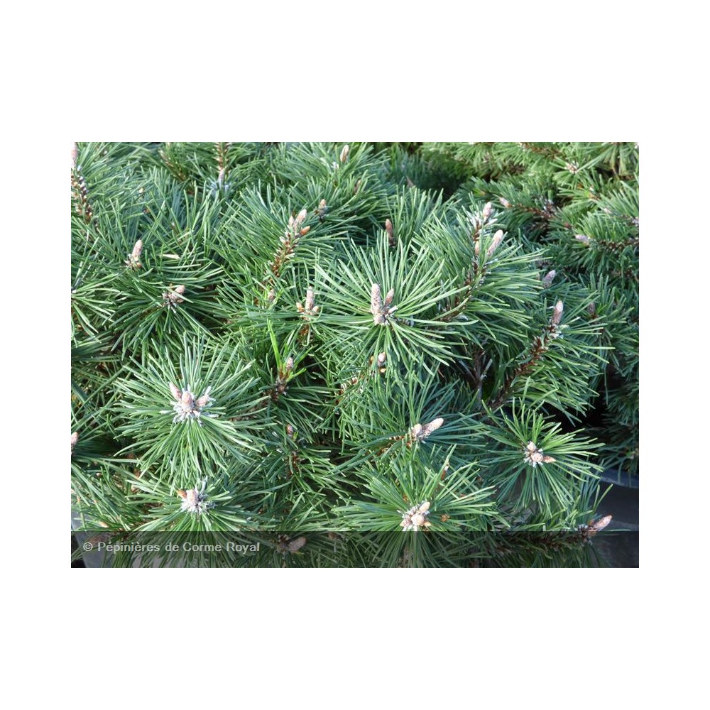 PINUS mugo Humpy