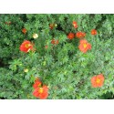 POTENTILLA fruticosa Red Joker