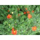 POTENTILLA fruticosa Red Joker