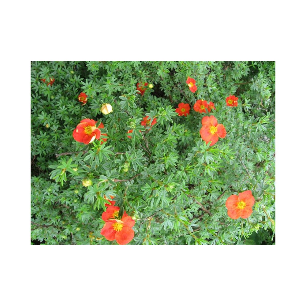 POTENTILLA fruticosa Red Joker