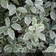 PITTOSPORUM tenuifolium Garnettii