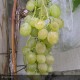VIGNE DE TABLE Muscat d'Alexandrie