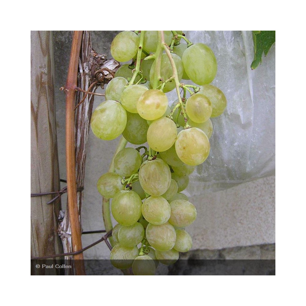 VIGNE DE TABLE Muscat d'Alexandrie