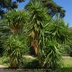 YUCCA elephantipes