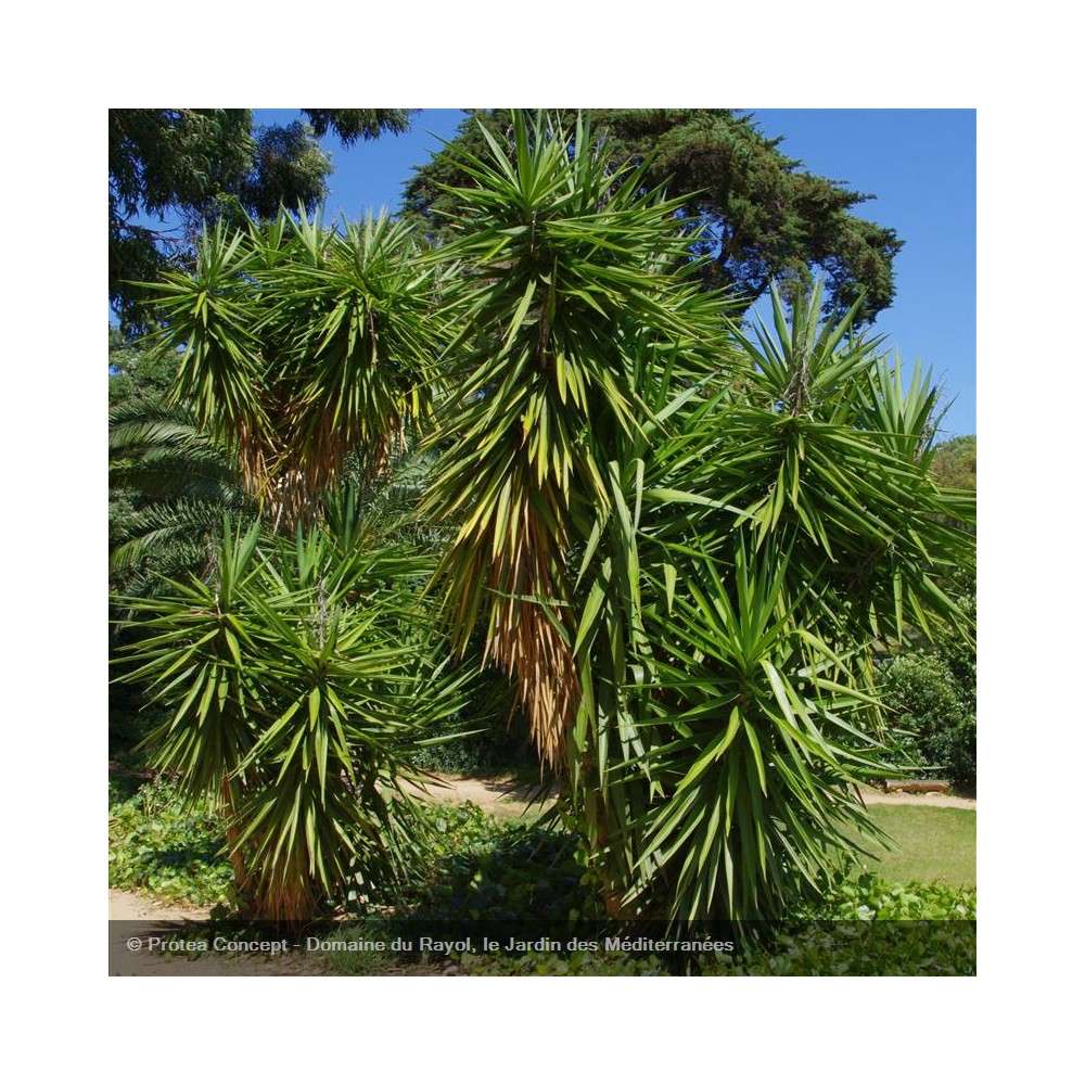 YUCCA elephantipes