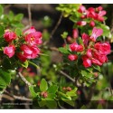 ESCALLONIA Pride of Donard