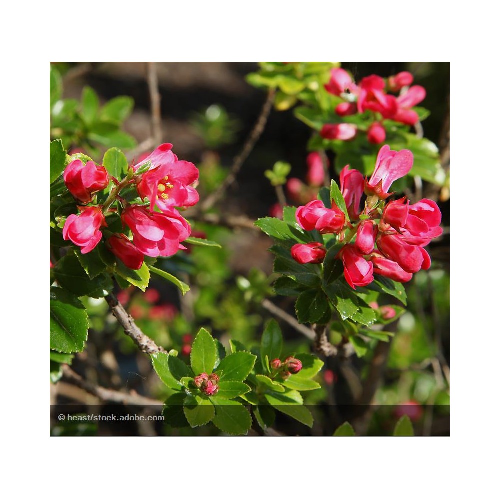 ESCALLONIA Pride of Donard