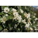 VIBURNUM tinus Tuscan dream