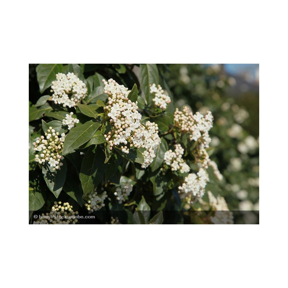 VIBURNUM tinus Tuscan dream