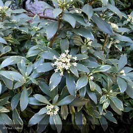 PITTOSPORUM tobira Variegatum