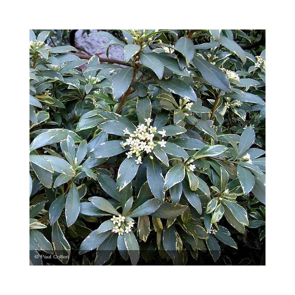 PITTOSPORUM tobira Variegatum