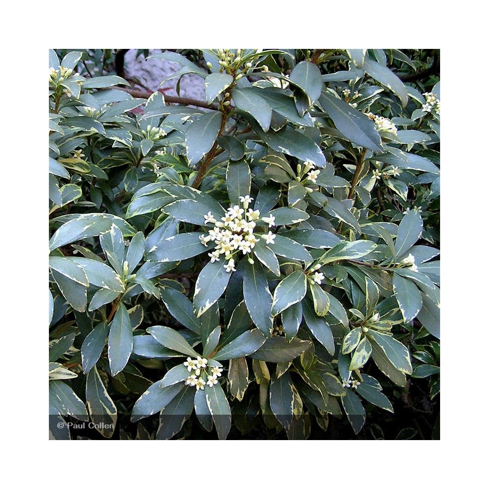 PITTOSPORUM tobira Variegatum