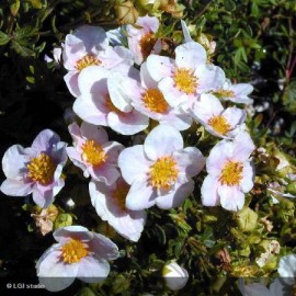 POTENTILLA fruticosa Pretty poly