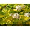 PHYSOCARPUS opulifolius Nugget