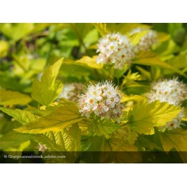 PHYSOCARPUS opulifolius Nugget