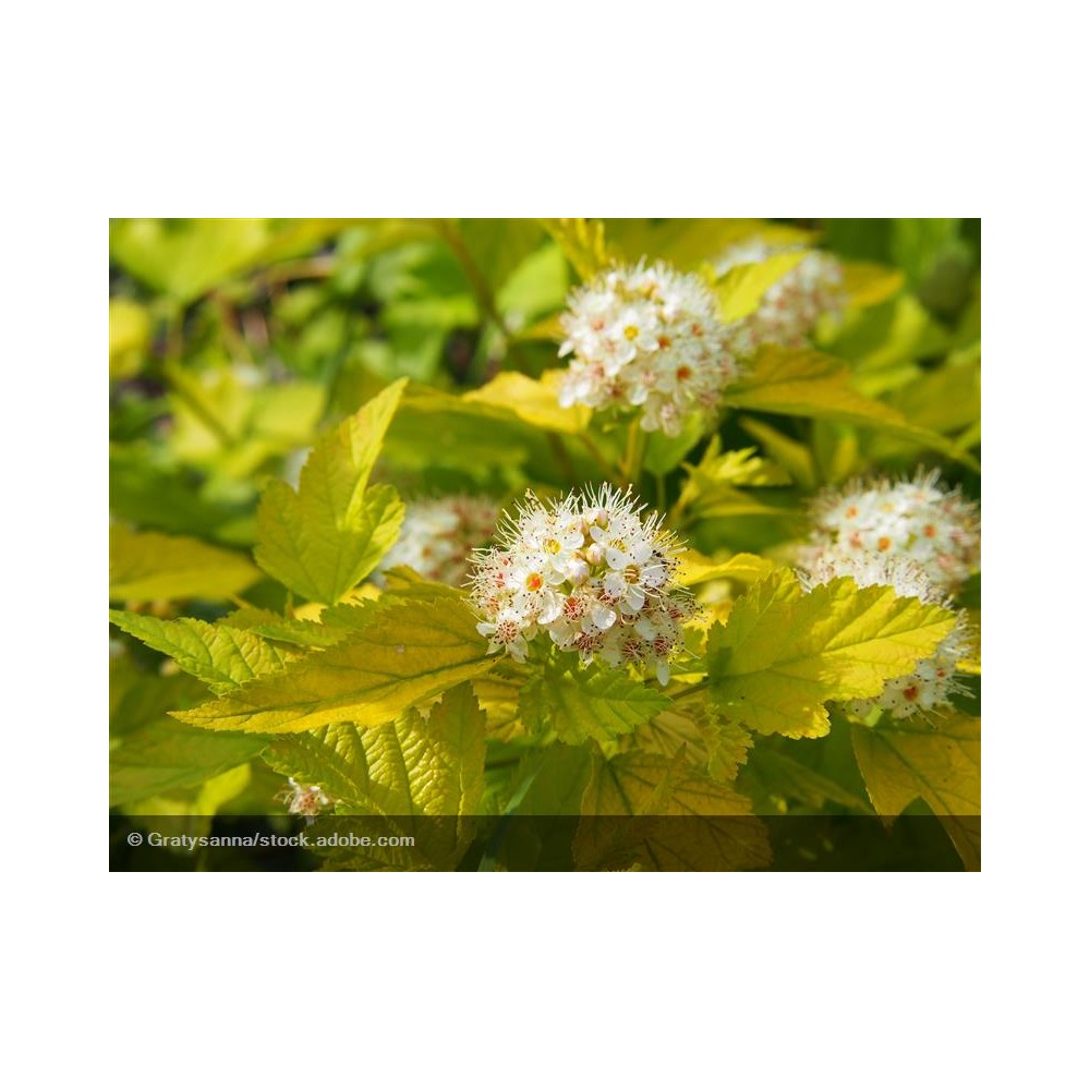 PHYSOCARPUS opulifolius Nugget