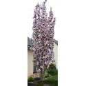 PRUNUS serrulata Amanogawa