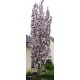 PRUNUS serrulata Amanogawa