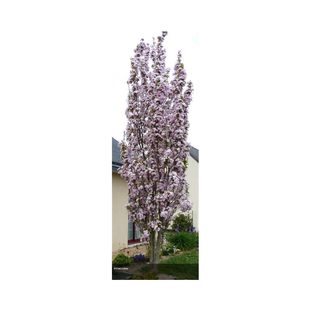 PRUNUS serrulata Amanogawa