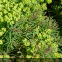 EUPHORBIA cyparissias Clarisse howard