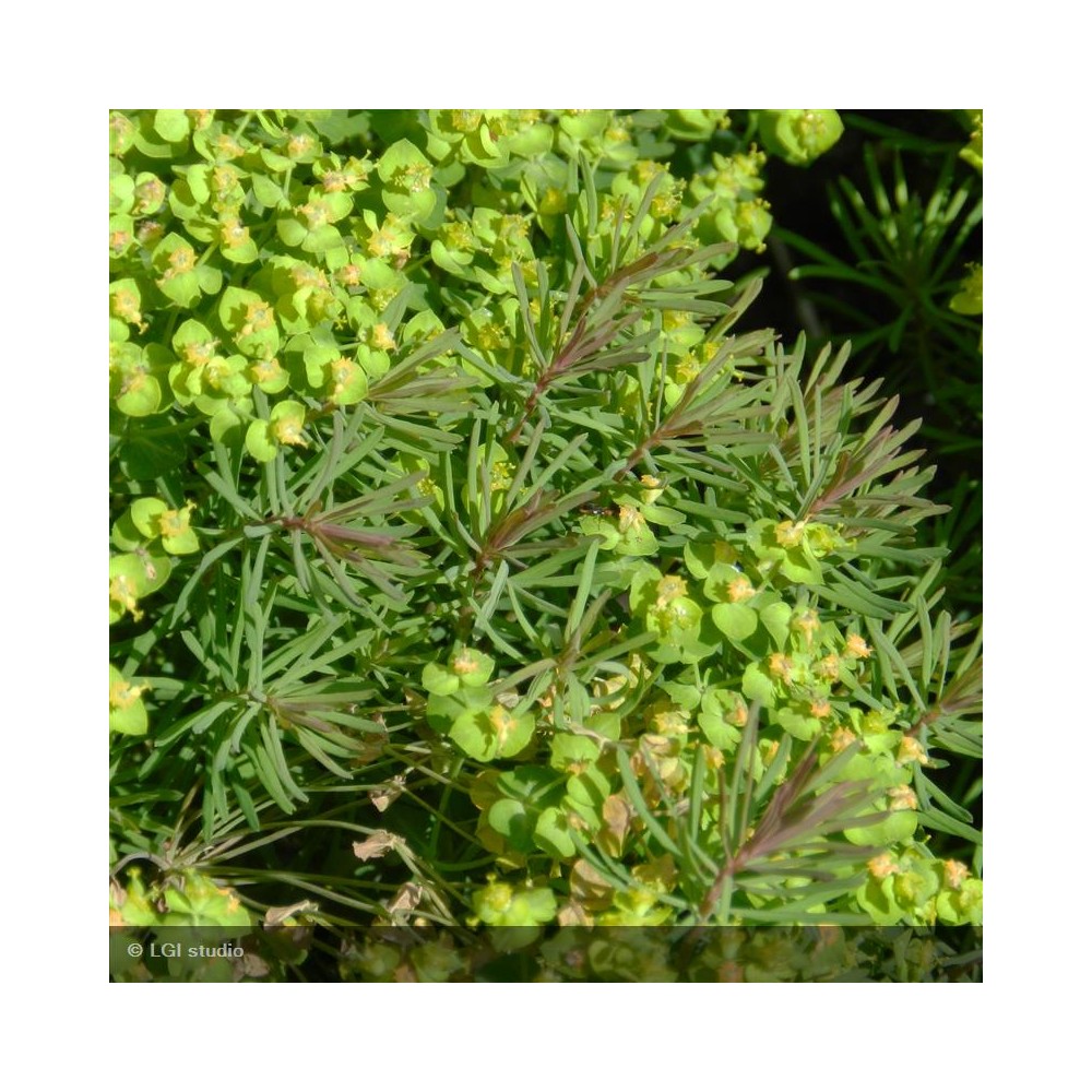 EUPHORBIA cyparissias Clarisse howard