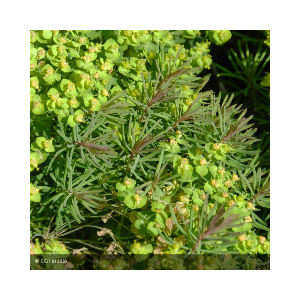 EUPHORBIA cyparissias Clarisse howard