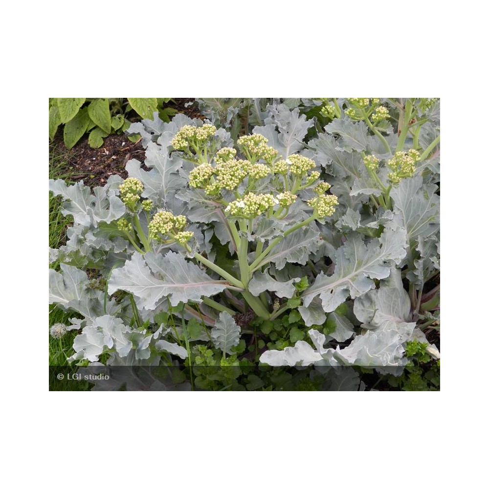 CRAMBE maritima