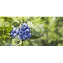 MYRTILLE Americaine