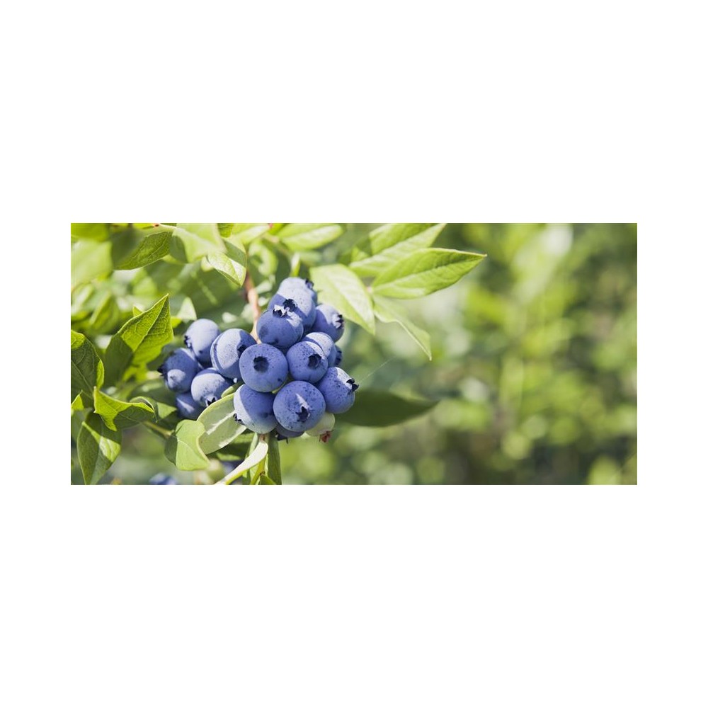 MYRTILLE Americaine