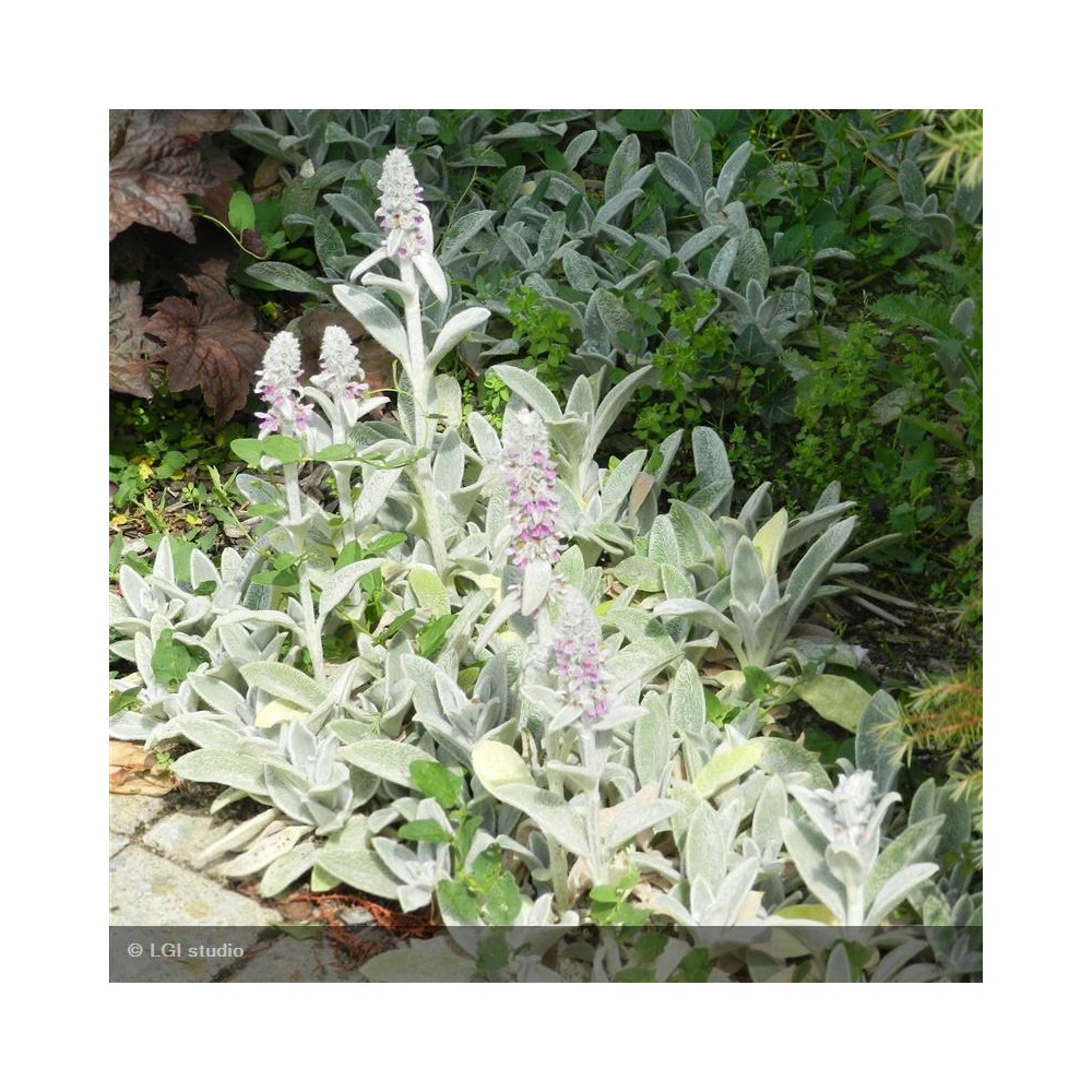 STACHYS byzantina