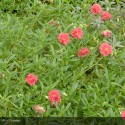 HELIANTHEMUM Cerise queen