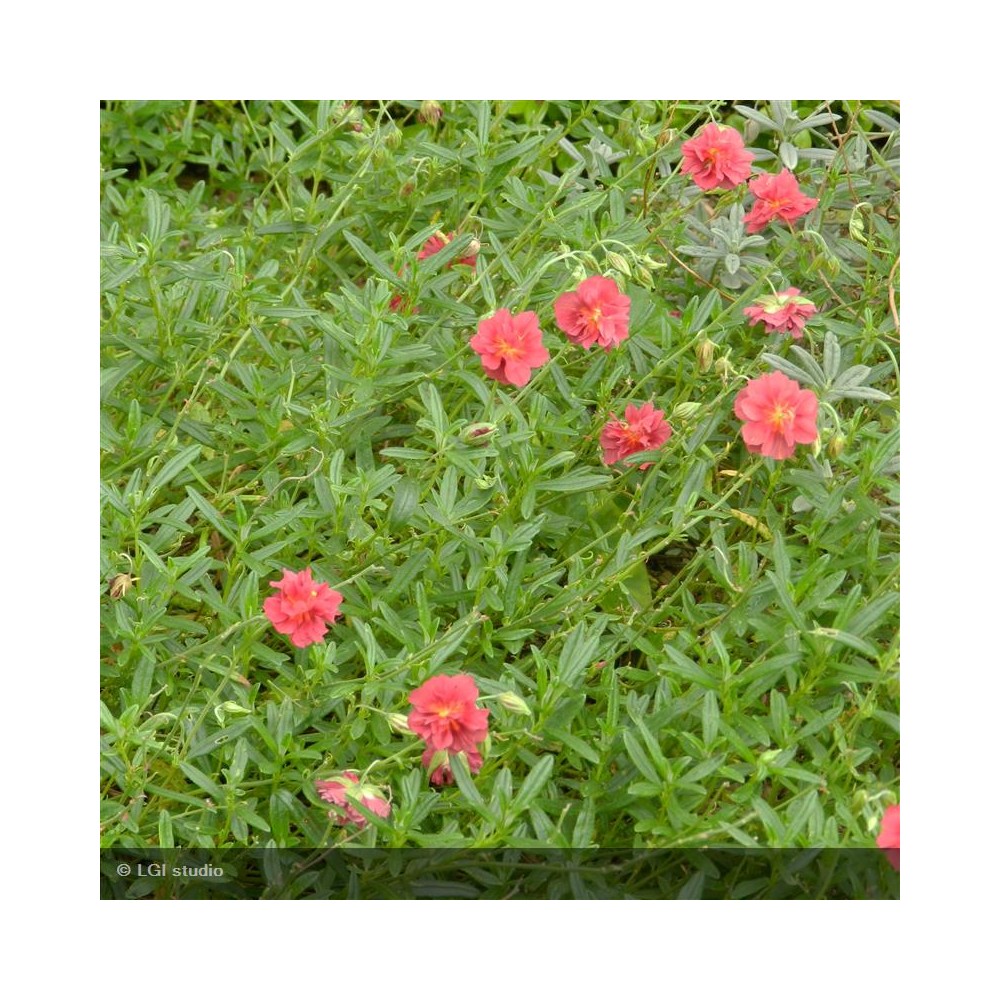 HELIANTHEMUM Cerise queen