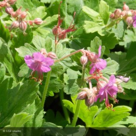 GERANIUM macrorrhizum Spessart