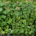 HEUCHERA brizoides Pluie de feu