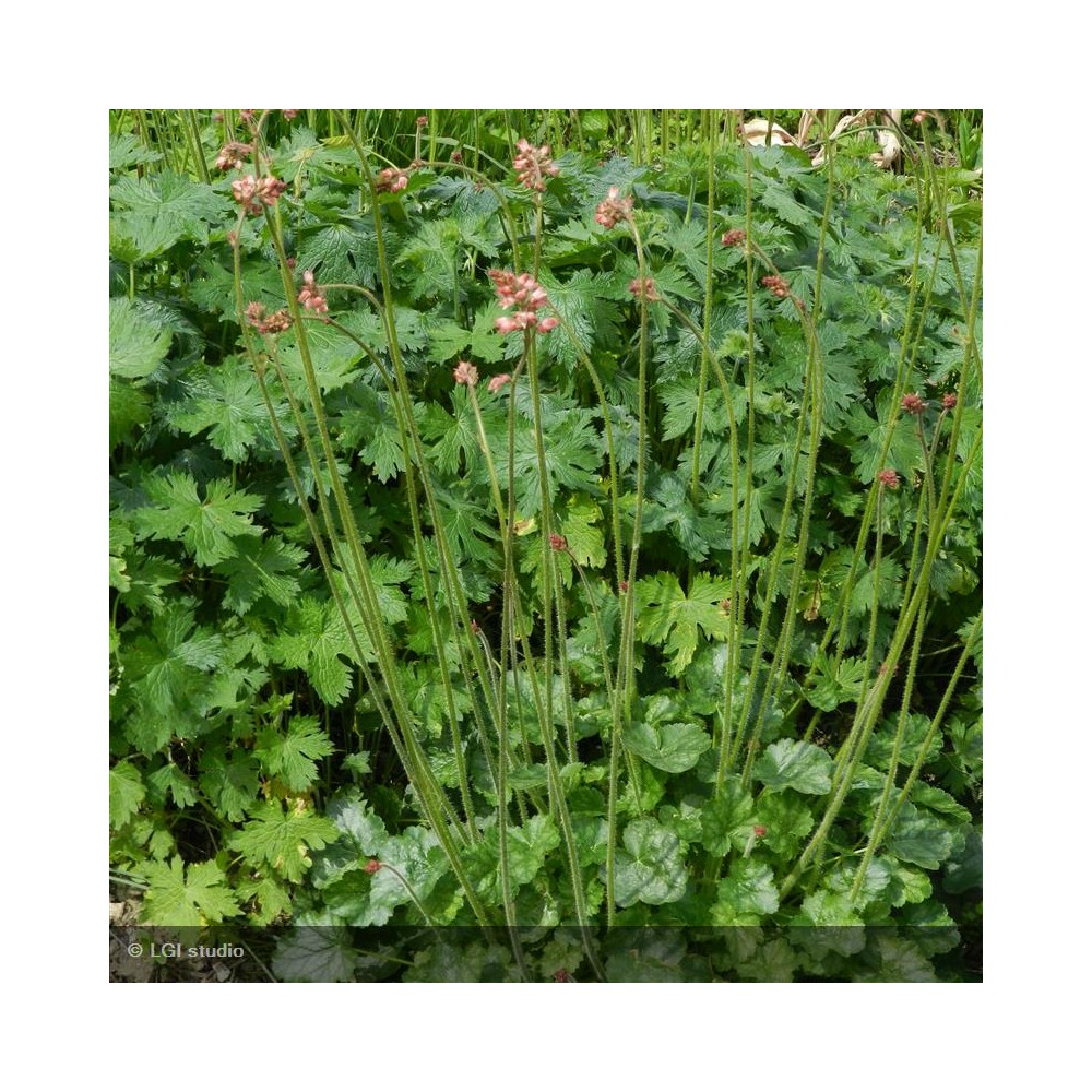 HEUCHERA brizoides Pluie de feu