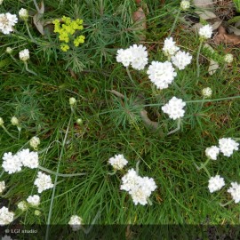 ARMERIA maritima Alba