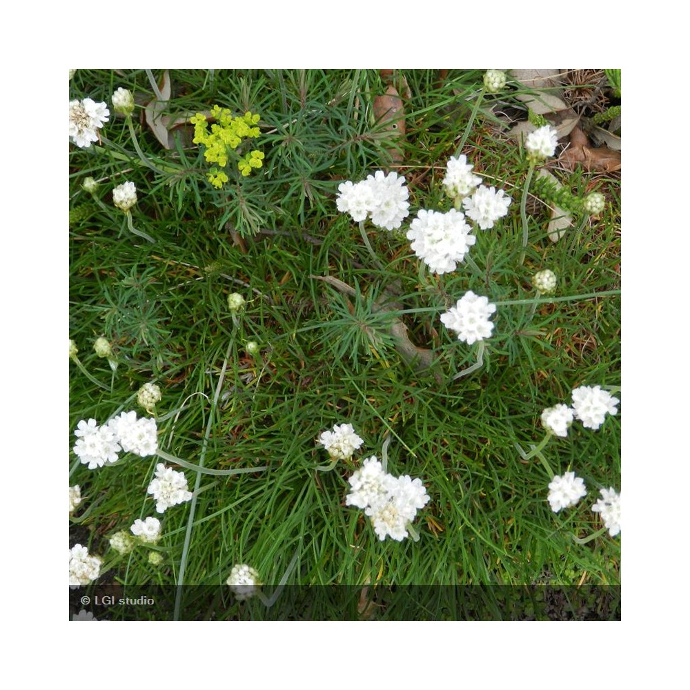 ARMERIA maritima Alba