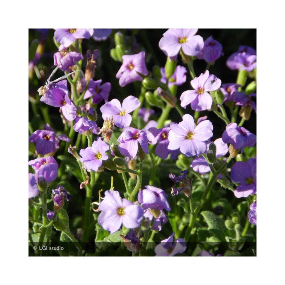 AUBRIETA Cascade blue