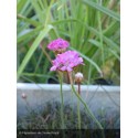 ARMERIA maritima Vesuvius