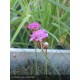 ARMERIA maritima Vesuvius