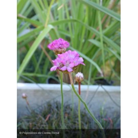 ARMERIA maritima Vesuvius