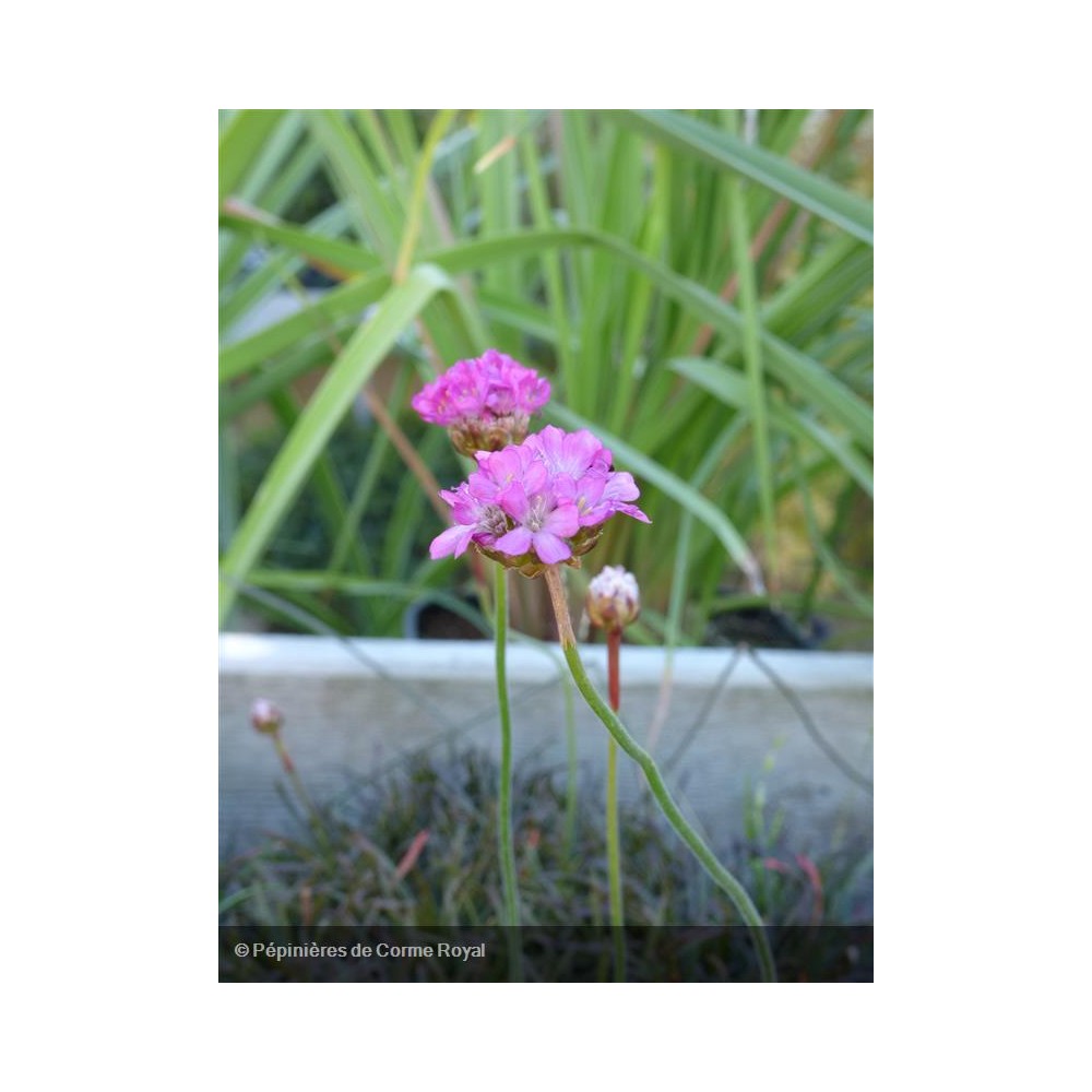 ARMERIA maritima Vesuvius