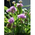 ARMERIA maritima Abbey deep rose