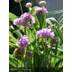 ARMERIA maritima Abbey deep rose