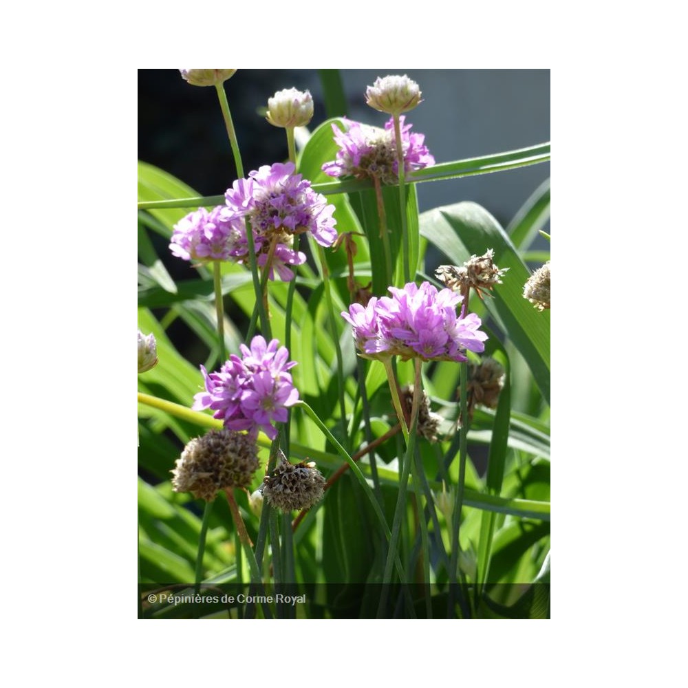 ARMERIA maritima Abbey deep rose