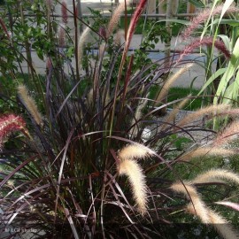 PENNISETUM setaceum Rubrum