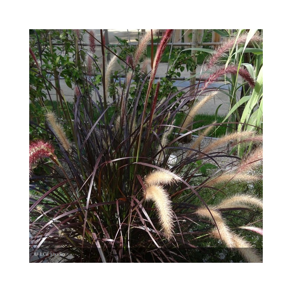 PENNISETUM setaceum Rubrum