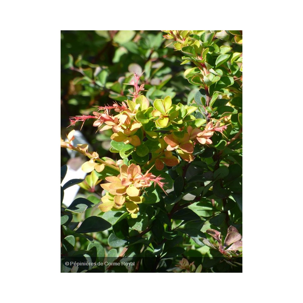 BERBERIS thunbergii