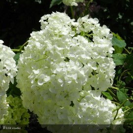 HYDRANGEA arborescens Annabelle