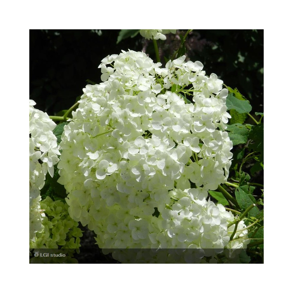 HYDRANGEA arborescens Annabelle